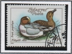 Stamps Hungary -  Patos: Anas penelope