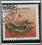 Stamps Hungary -  Reptiles: Natrix natrix