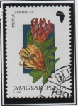 Stamps Hungary -  Flores d' Africa, Compacta protea