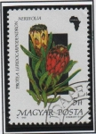 Stamps Hungary -  Flores d' Africa, Lepidocarpodendron Protea