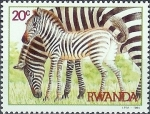 Sellos de Africa - Rwanda -  Cebras y búfalos, cebra común (Equus burchelli)