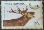 Sellos de Europa - Rumania -  Animales - Cervus elaphus