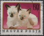 Stamps Hungary -  Gatitos Siameses