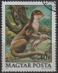Sellos de Europa - Hungra -  Protecion d' l' Fauna: Nutria