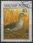 Sellos de Europa - Hungra -  Ganso d' Graylag