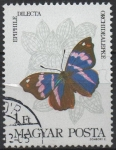 Stamps Hungary -  Mariposas, Epiphille dilecta