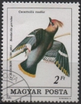 Stamps Hungary -  Colaptes cafer