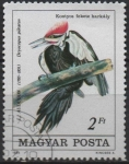 Stamps Hungary -  Pileatus d' Drocopus