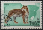Stamps Hungary -  Leopardo