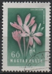 Stamps Hungary -  Crocuses