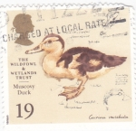 Stamps United Kingdom -  Pato Real (Carina moschata)