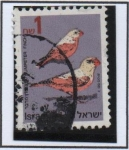 Stamps Israel -  Pajaros. Pinzon d' Trompetista