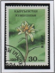 Stamps Asia - Kyrgyzstan -  Flores: Edelweiss