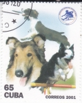 Stamps Cuba -  PERROS DE RAZA