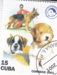 Sellos de America - Cuba -  PERRO DE RAZA