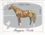 Stamps Hungary -  caballo de raza