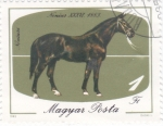Stamps Hungary -  caballo de raza