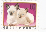 Sellos de Europa - Hungr�a -  gatos domesticos