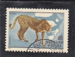 Stamps Hungary -  GUEPARDO