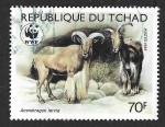 Stamps : Africa : Chad :  576 - Muflón del Atlas