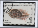 Stamps Madagascar -  Moluscos, Harpa amouretta