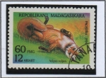 Stamps Madagascar -  Vulpes vulpes