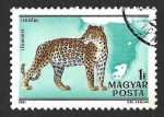 Stamps Hungary -  C427 - Leopardo