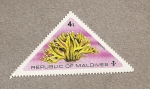 Stamps Asia - Maldives -  Stylotella