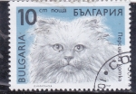 Sellos de Europa - Bulgaria -  GATO DE RAZA