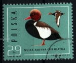 Stamps Poland -  serie- Ánades