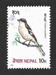 Sellos de Asia - Nepal -  366 - Alcaudón Norteño