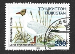 Stamps : Asia : Tajikistan :  88 - Gaviota Centroasiática