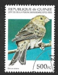 Stamps : Africa : Guinea :  1270 - Canario Silvestre
