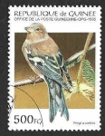 Stamps Guinea -  1271 - Pinzón Vulgar