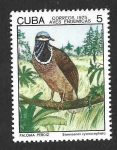 Sellos de America - Cuba -  1985 - Paloma Perdiz Cubana