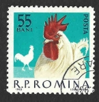 Stamps Romania -  1556 - Gallo