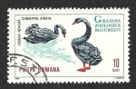 Sellos de Europa - Rumania -  1678 - Cisne Negro