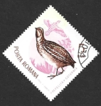 Stamps Romania -  1767 - Codorniz Común