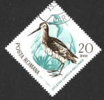 Stamps Romania -  1769 - Agachadiza Común