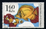Stamps Europe - Czechoslovakia -  Peces de arrecife