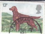 Stamps United Kingdom -  PERRO DE RAZA- SETTER