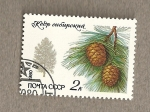 Stamps Russia -  Pino siberiano
