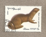 Stamps Russia -  Visón