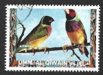 Stamps United Arab Emirates -  Mi1415A - Diamante de Gould (UMM Al-QAYWAYN)