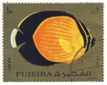 Sellos de Asia - Emiratos �rabes Unidos -  pez exotico