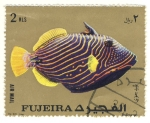 Stamps Asia - United Arab Emirates -  pez exotico