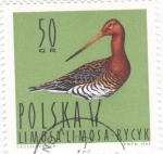Stamps Poland -  AVE-Agachadiza Cola Negra