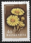 Stamps Hungary -  Flores - Doronicum hungaricum
