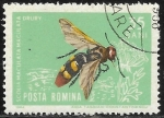 Stamps Romania -  fauna - Scolia maculata