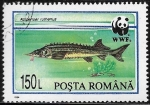 Stamps Romania -  Peces - Acipenser ruthenus
